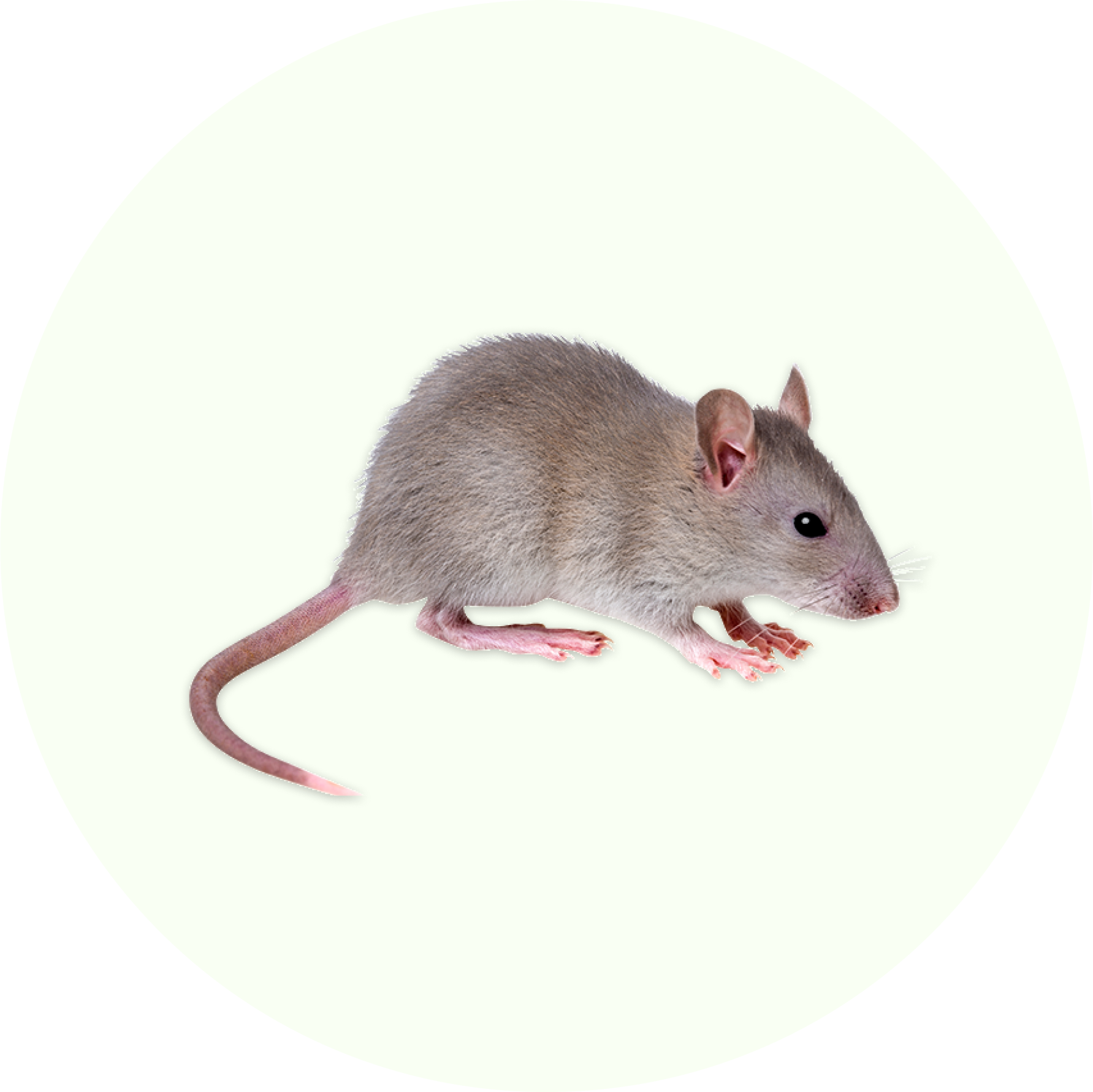 Effective pest control solutions in Belgium for rats