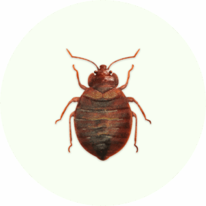 Effective pest control solutions in Belgium for Bebugs