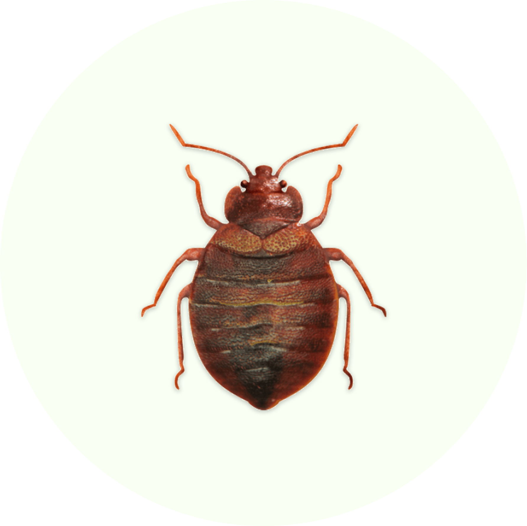 Effective pest control solutions in Belgium for Bebugs