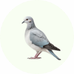 Effective pest control solutions in Belgium for pigeons