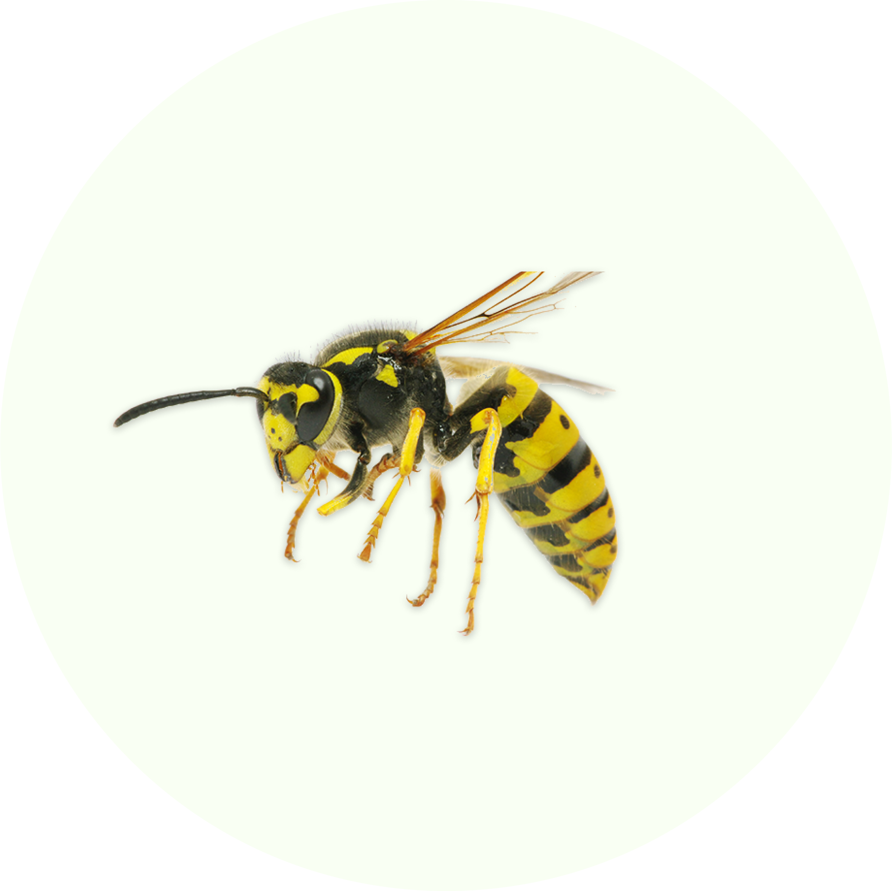 Effective pest control solutions in Belgium for wasp nests