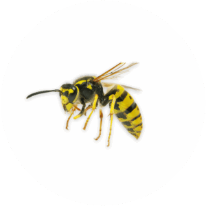 Elimination of wasp nests and prevention of their return.