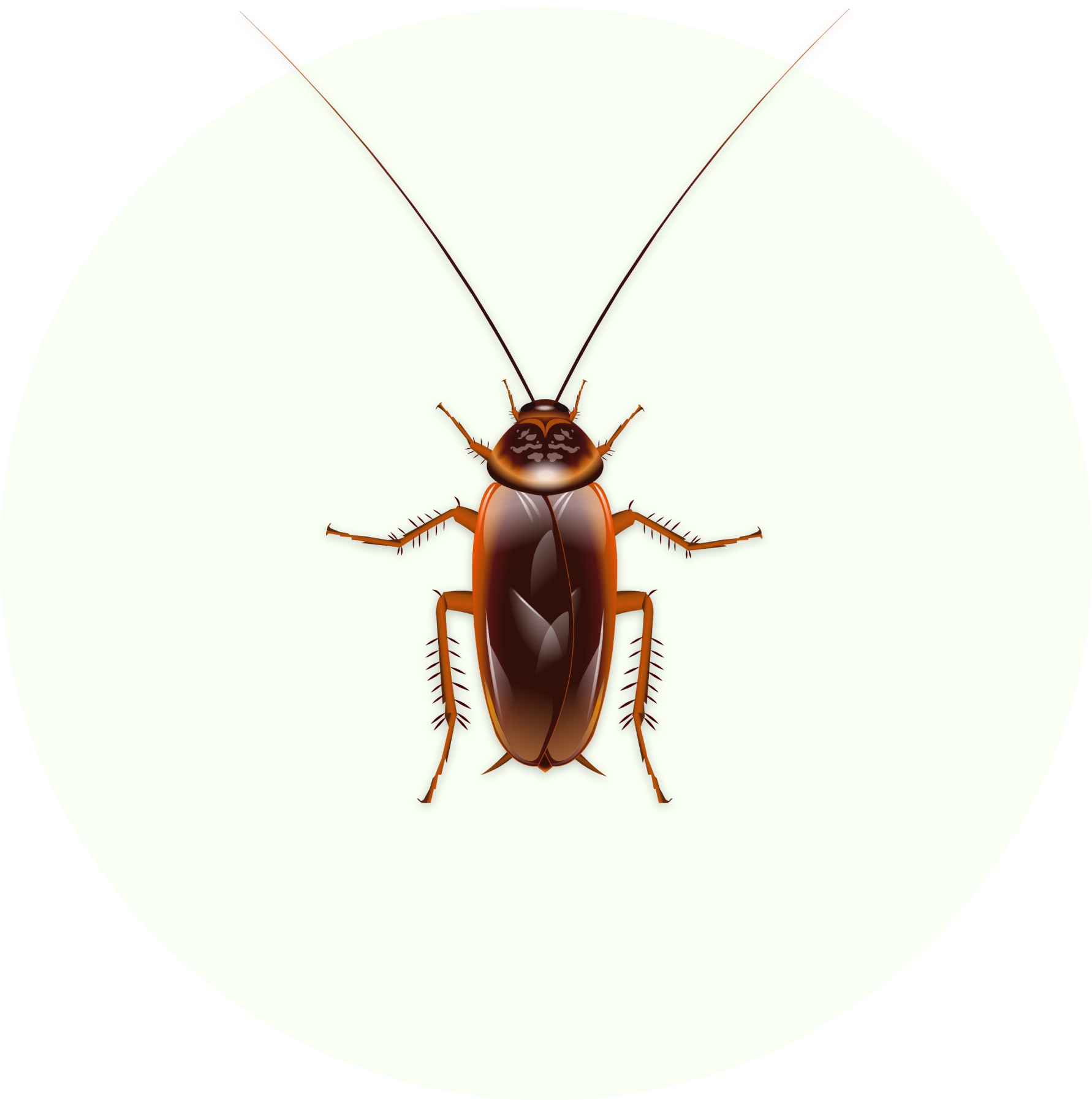 Effective pest control solutions in Belgium for cockroaches