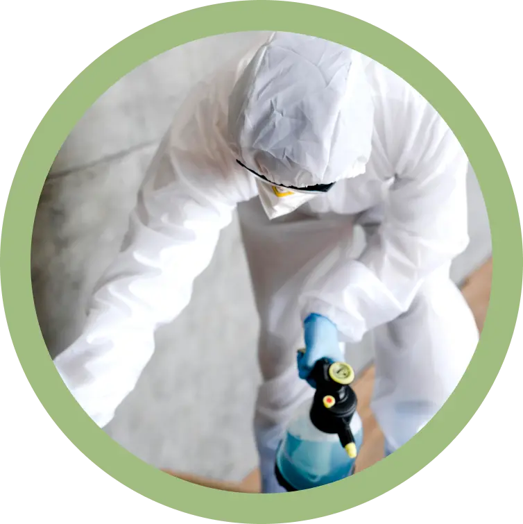 Désinsectisation Belgique