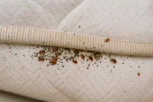 Des punaises de lit