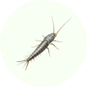 Moustiques
