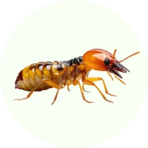 Termites