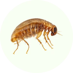 Anti Puce