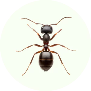 Anti fourmis