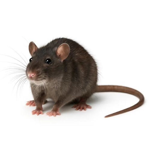 dératisation rat