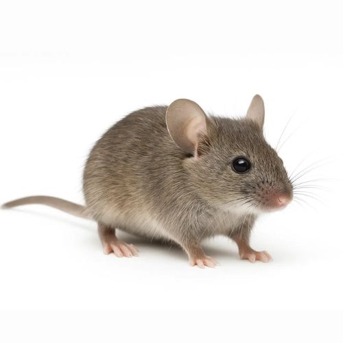 dératisation souris