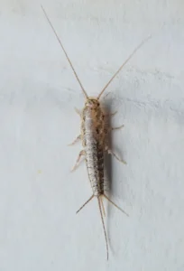 anti poisson d'argent