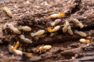 termite Belgique