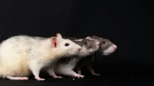 Comment se débarrasser des rats