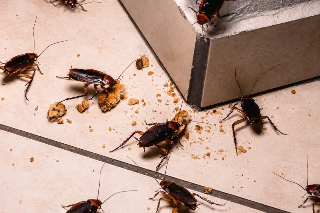 infestation de cafards