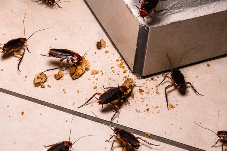 infestation de cafards