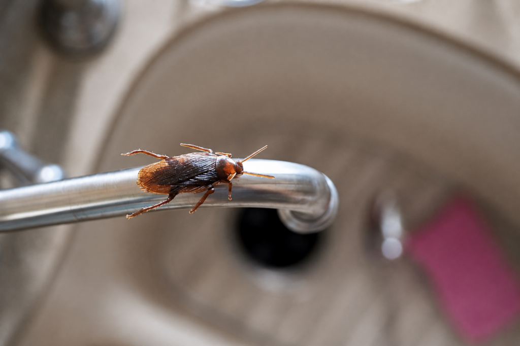 Signes d'une infestation de cafards dans un logement
