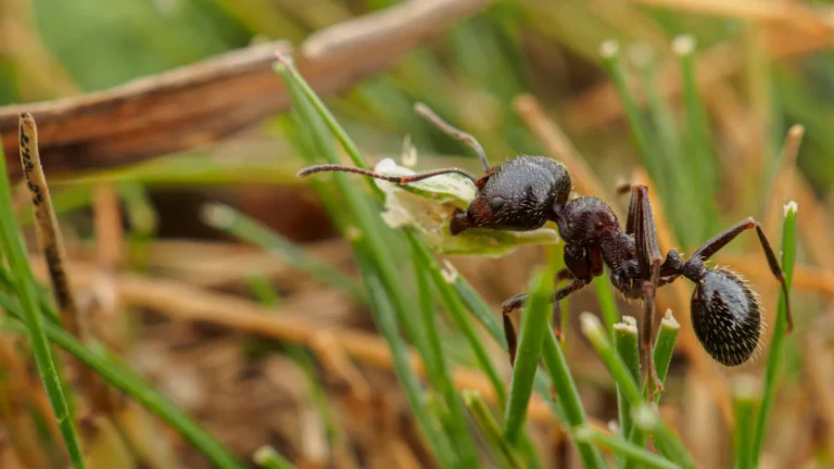 fourmis charpentières